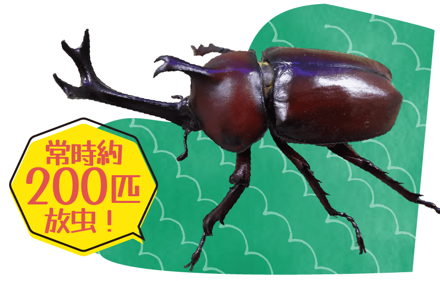 ふれあいカブトドーム 常時約 200匹 放虫！