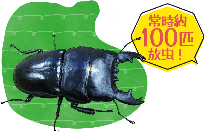 ふれあいクワガタドーム 常時約 100匹 放虫！