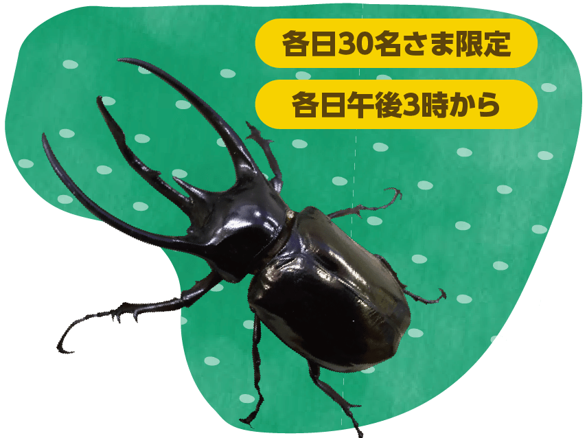 大型昆虫と記念撮影 各日30名さま限定 各日午後3時から