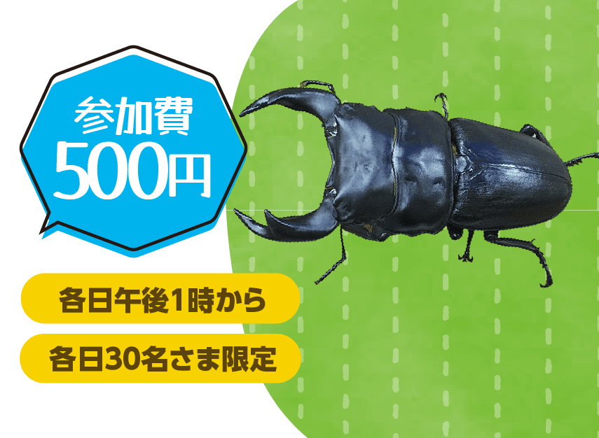 ふれあいカブトドーム 常時約 200匹 放虫！